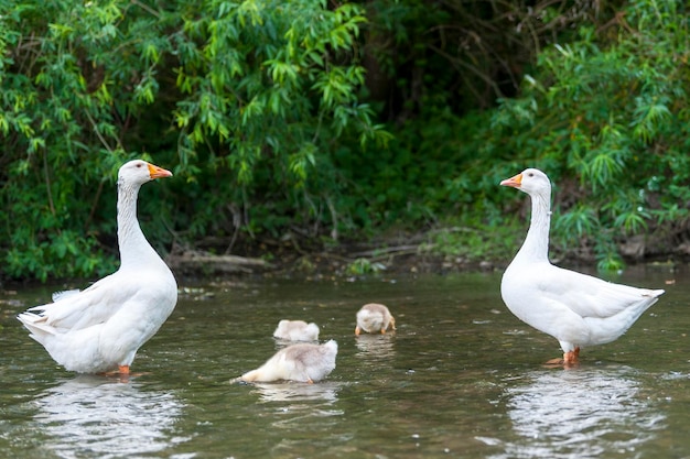 Young geese with mother on the background of nature in the summer