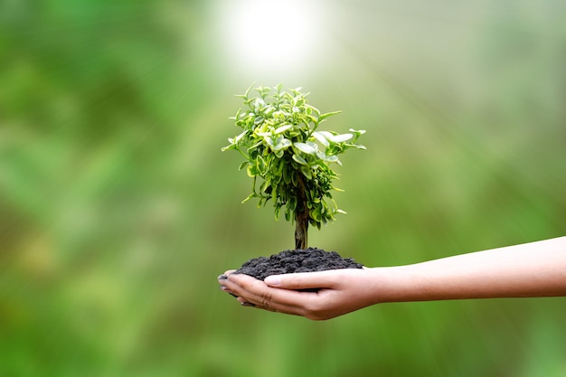 Young gereen tree on the ground in human hands with natural green backgrounds the concept of plant