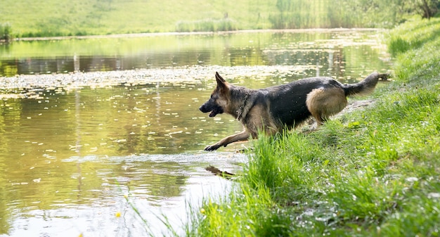 Young German Shepherd dog jumping and playing in the lake water at springtime