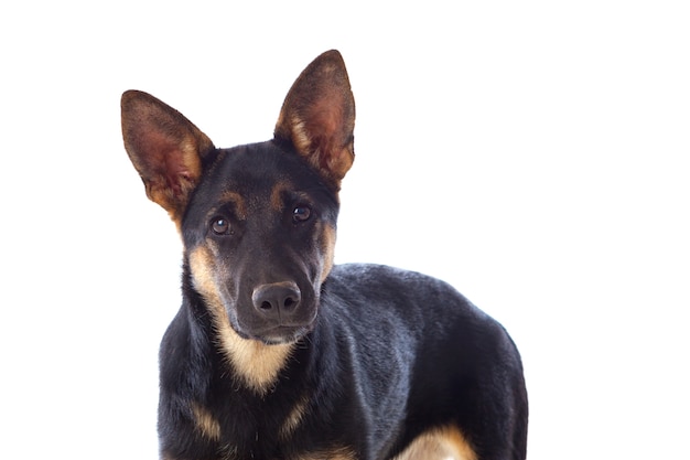 Young German Shepherd dog