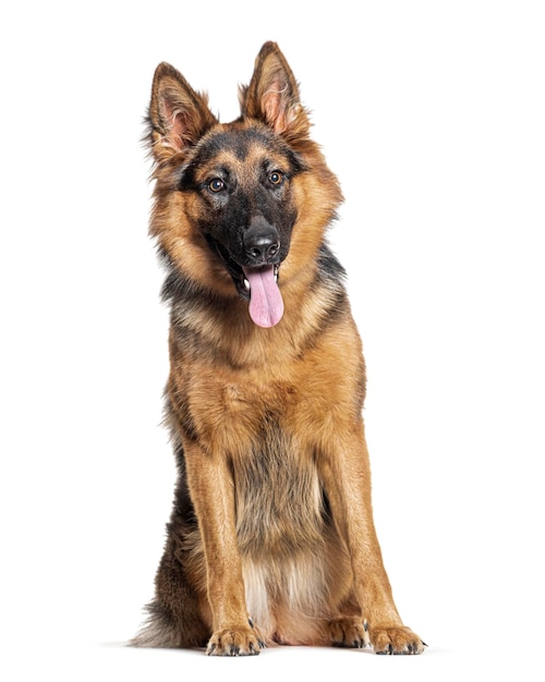 Young German shepherd sitting and panting isolated on white