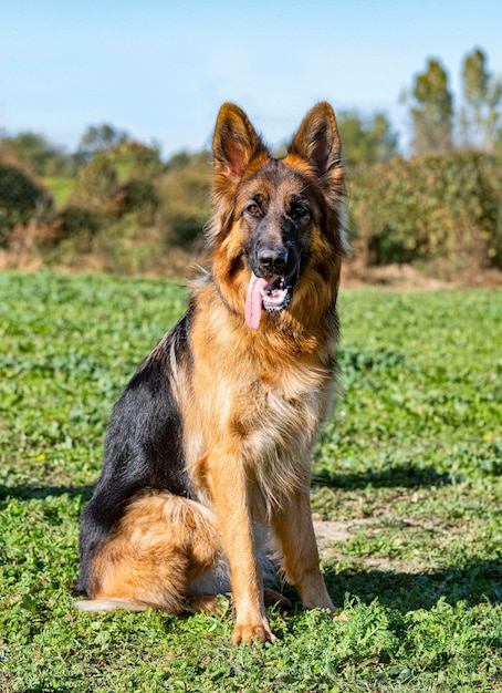 Young german shepherd stay in a training of obedience