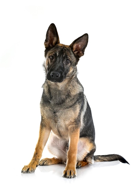 Young german shepherd