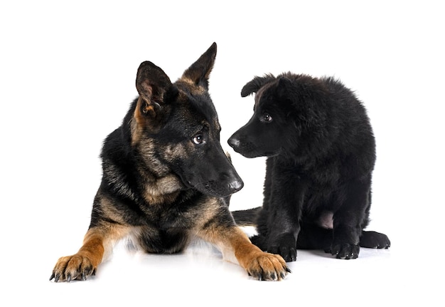 Young german shepherds