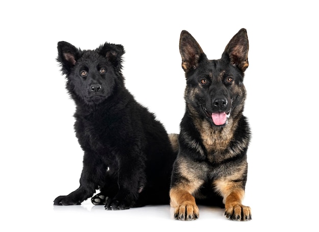 Young german shepherds