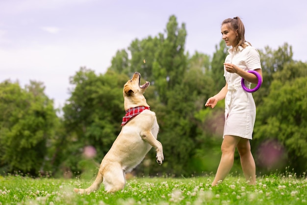 A young girl gives a treat to a labrador dog in the park dog training concept