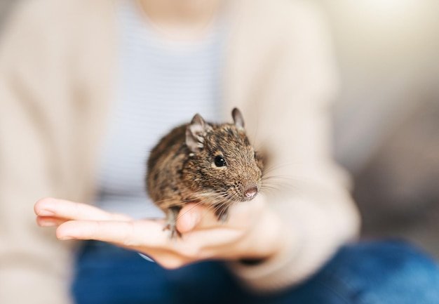 Young girl playing with small animal degu squirrel