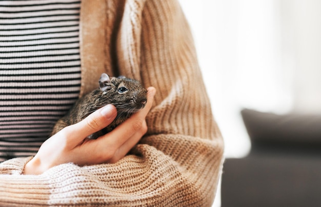 Young girl playing with small animal degu squirrel