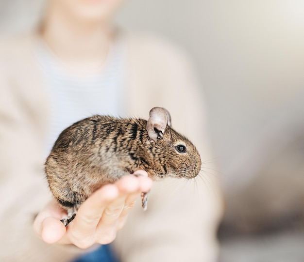 Young girl playing with small animal degu squirrel