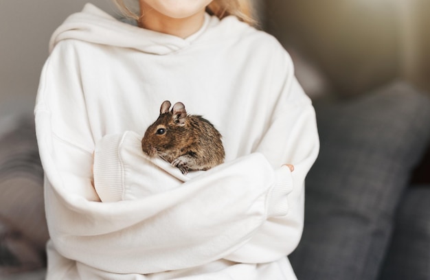 Young girl playing with small animal degu squirrel