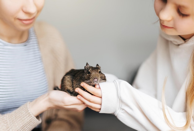 Young girl playing with small animal degu squirrel