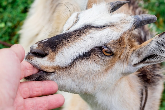 Young goat near the hands of the owner