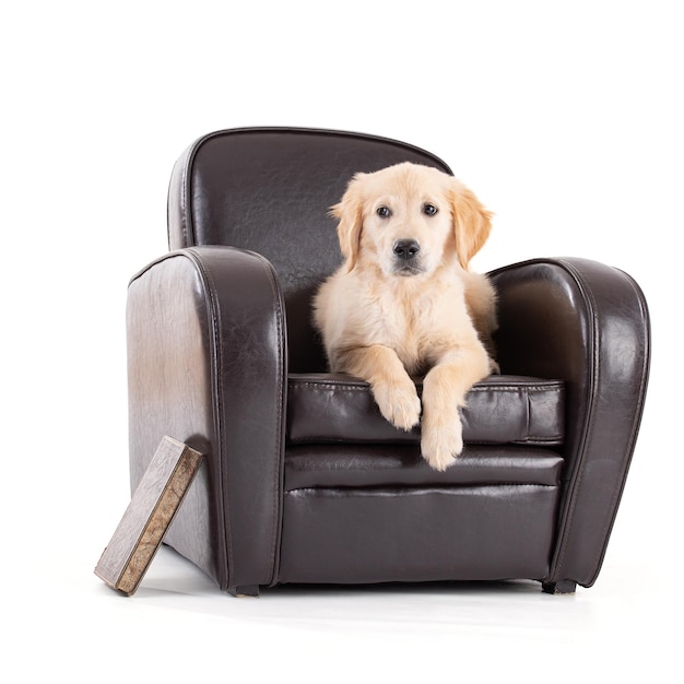 Young Golden Retriever on sofa