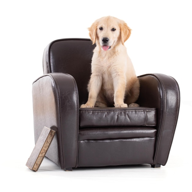 Young Golden Retriever on sofa