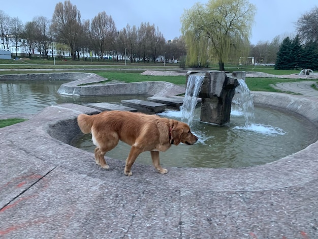 a young golden retriever walks along the fountains and next to a waterfall near the river