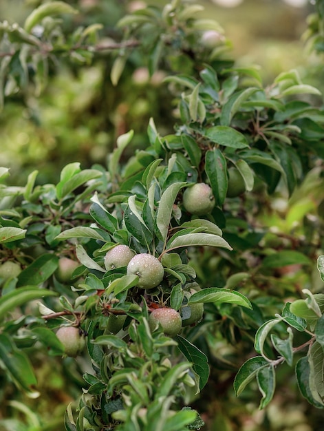 Young green apples on a tree in the garden Growing organic fruits on the farm