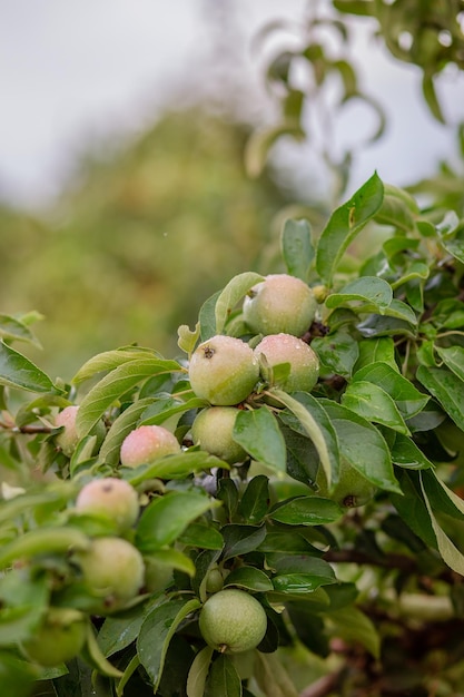 Young green apples on a tree in the garden