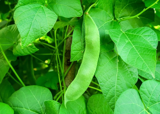 young green beans grows on a vegetable farm. gardening and cultivation of beans concept