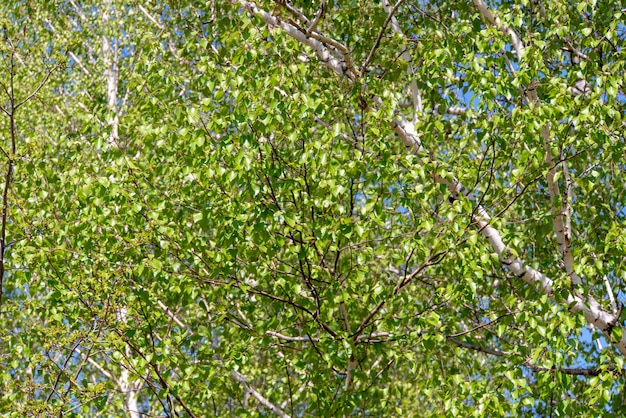 Young green birch leaves close up.