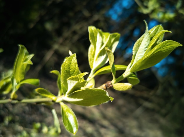 Young green blossoming leaves on the branches of a tree Springtime