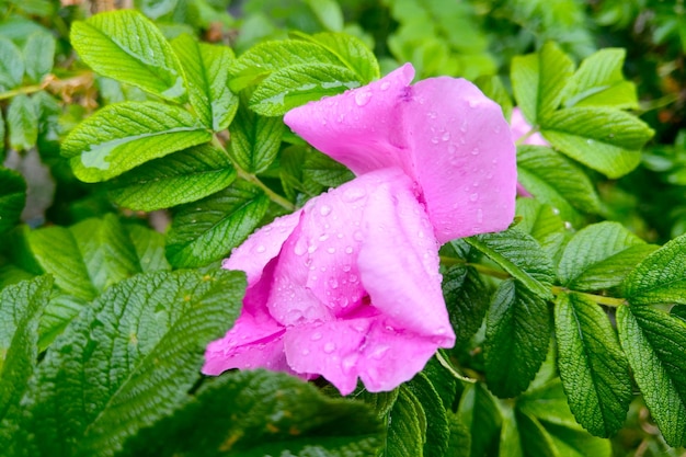 A young green branch with a flowering garden rose