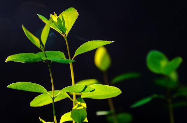 Young green branches on a dark background in a light of a sun.