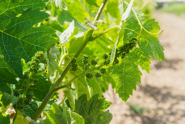 Young green branches of grapes in the vineyard in spring