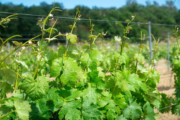 Young green branches of grapes in the vineyard in spring