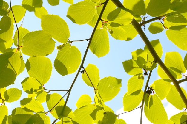 Young green branches of trees against the blue sky