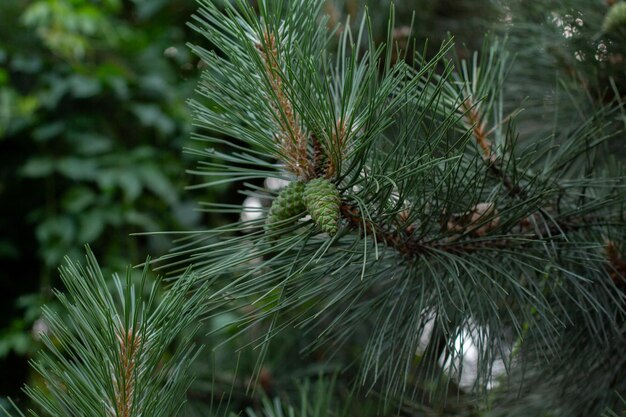 Young green bump on a pine branch