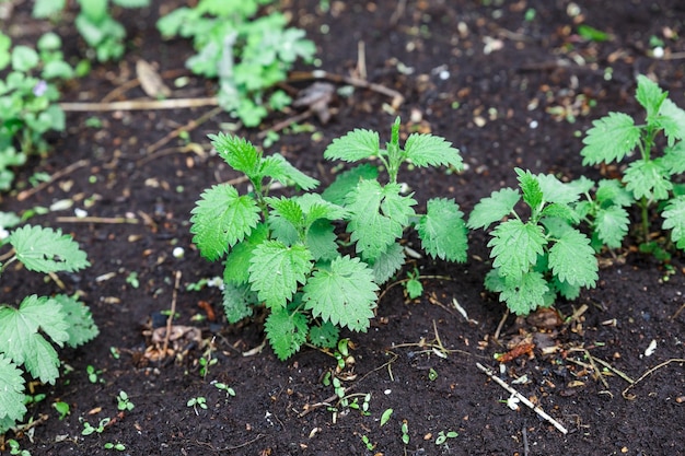 Young green bush of common nettle