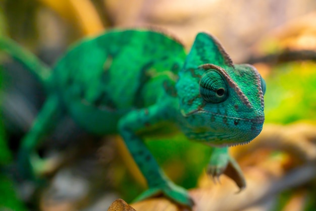 Young green chameleon on a branch. Cute pet. Protective coloring of the animal.