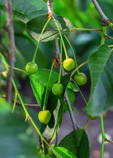 young green cherry fruits grow on a cherry tree in the garden