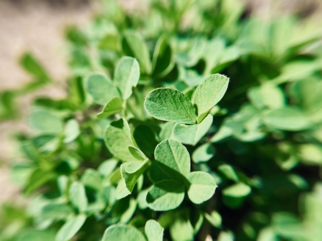 Young green clover leaves grow on the lawn in early spring