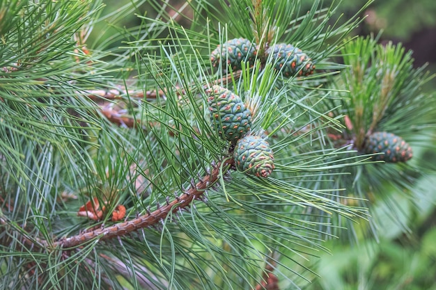 Young and green cones on pine branches.