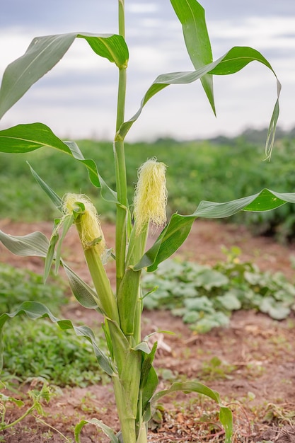 Young green corn bushes growing in the garden growing crops