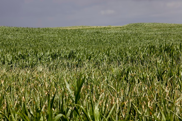 Young green corn in the summer