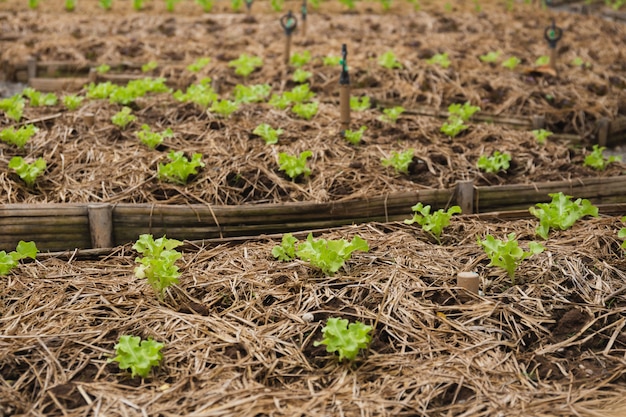 Young green cos vegetable growing in a farm.