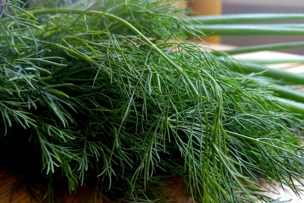 Young green dill on the table Fresh vegetables