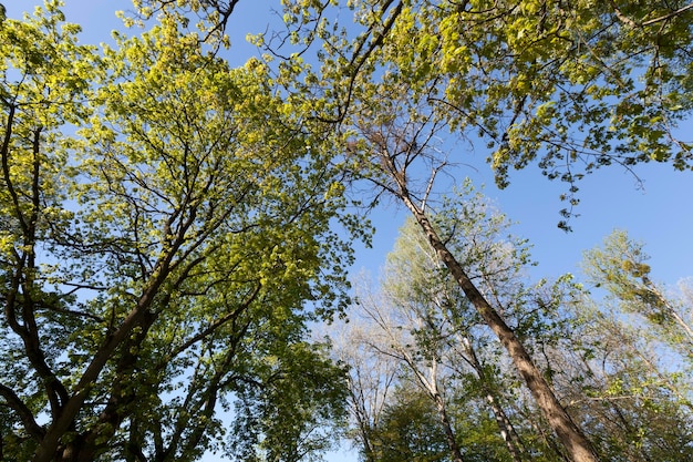 Young green foliage on different types of trees