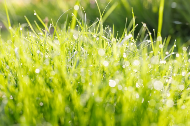 Young green grass with drops of dew in the rays of the morning sun.