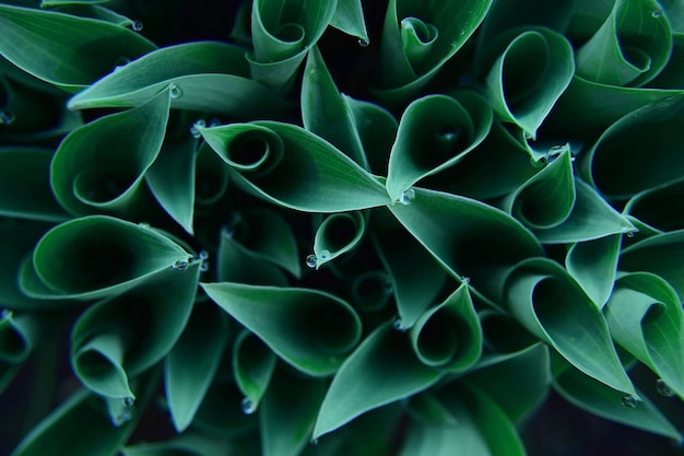 Young green hostas in early spring with raindrops flat lay