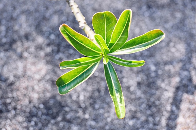 Young green leaf of desert rose, impala lily with blurred background