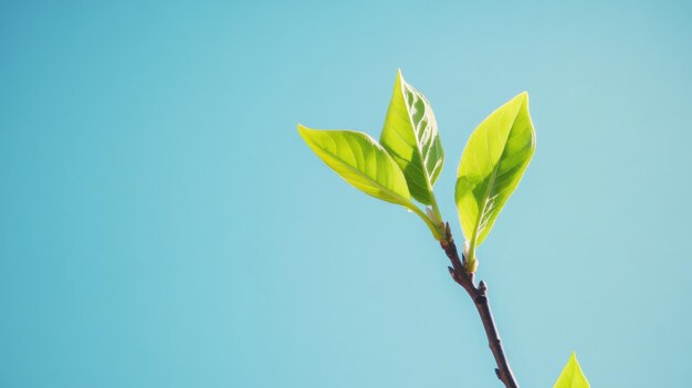 Photo young green leaves against blue sky minimalistic nature background spring growth concept