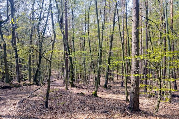 Young green leaves appear on the trees in the forest Spring background