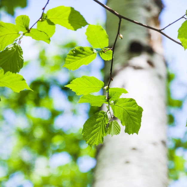 Young green leaves of birch tree in spring