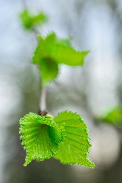 Young green leaves on a branch in early spring