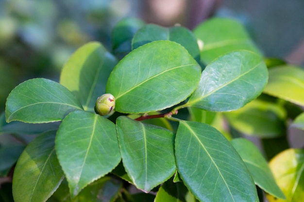 Young green leaves and a bud of Japanese camellia on a branch Natural spring background