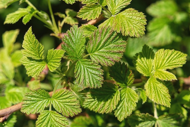 Young green leaves on a raspberry bush