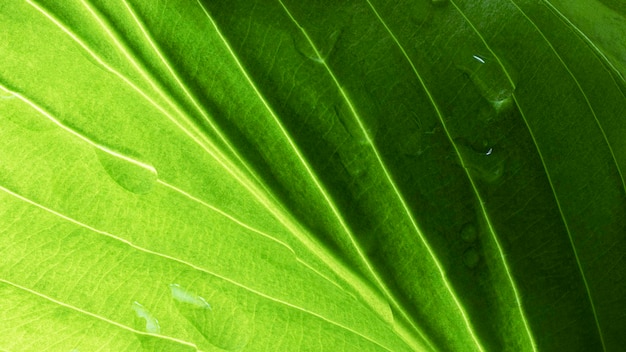 Young green leaves with drops of water after rain Natural natural background